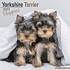 Yorkshire Terrier Puppy Calendar